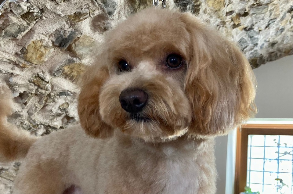 toelettatura delle meraviglie cani e gatti ioris sabrina